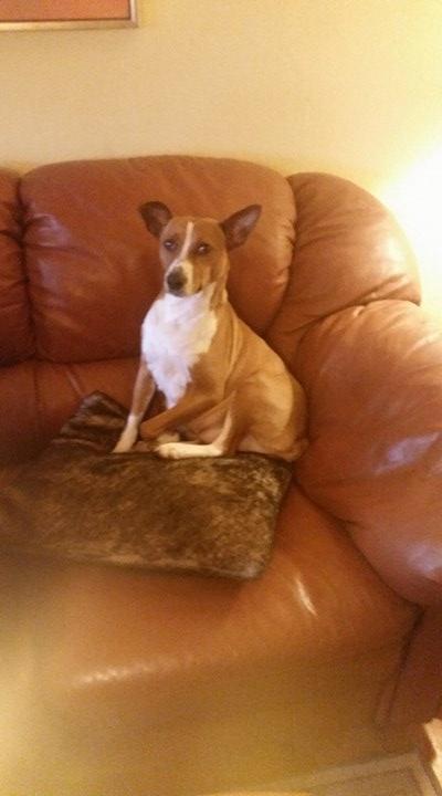 Rat Terrier Seegmillers Pejula billede 10