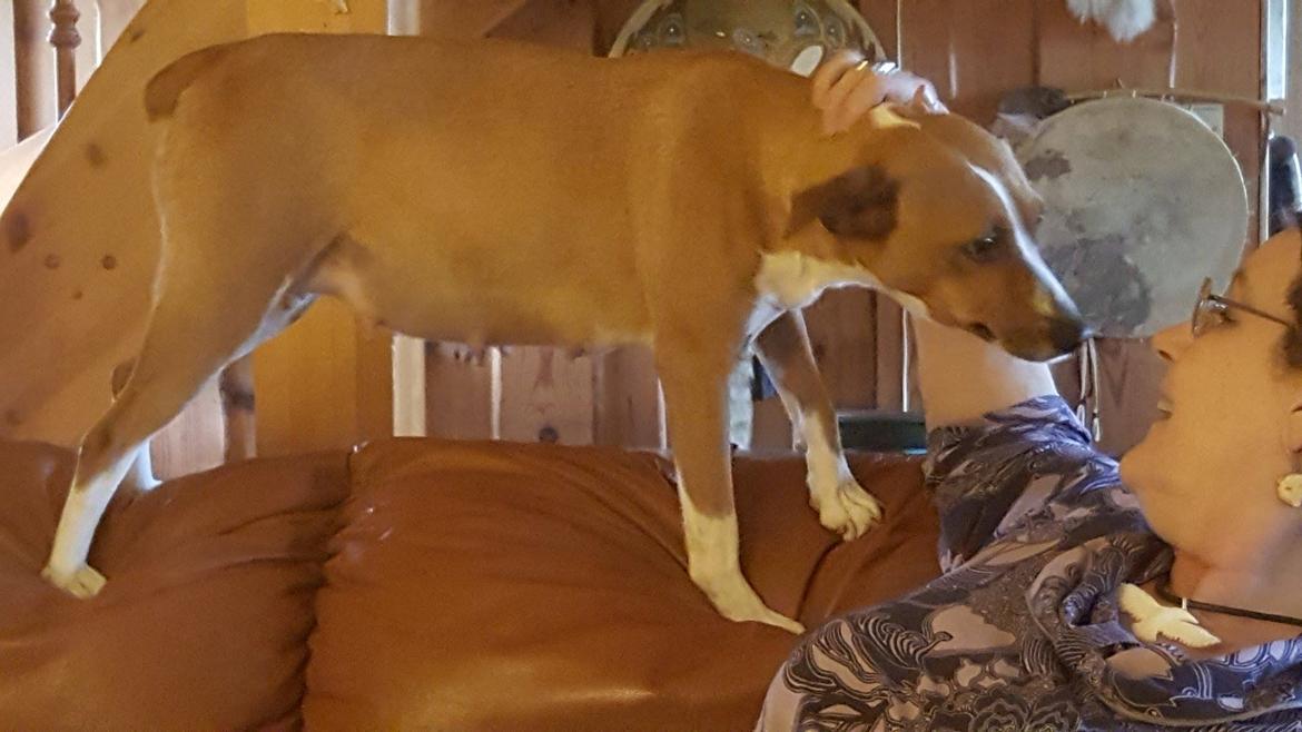 Rat Terrier Seegmillers Pejula billede 9