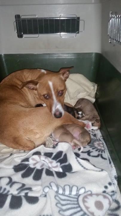 Rat Terrier Seegmillers Pejula billede 11