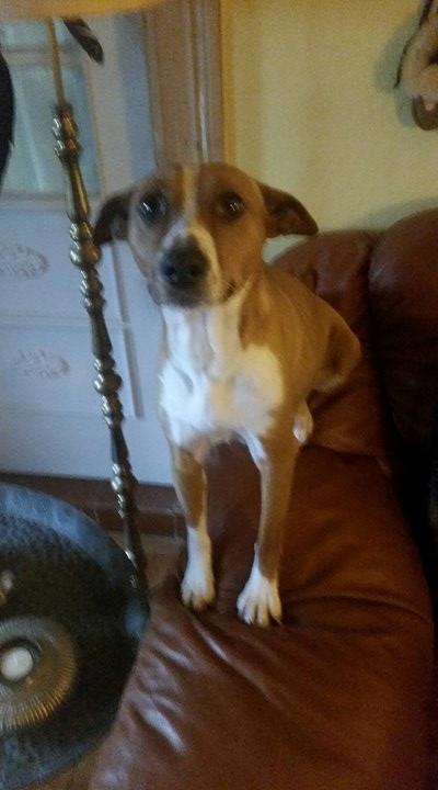 Rat Terrier Seegmillers Pejula billede 8