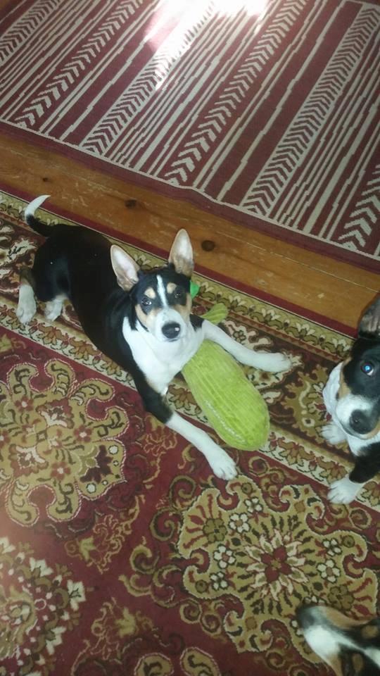 Rat Terrier Seegmillers Floke billede 7