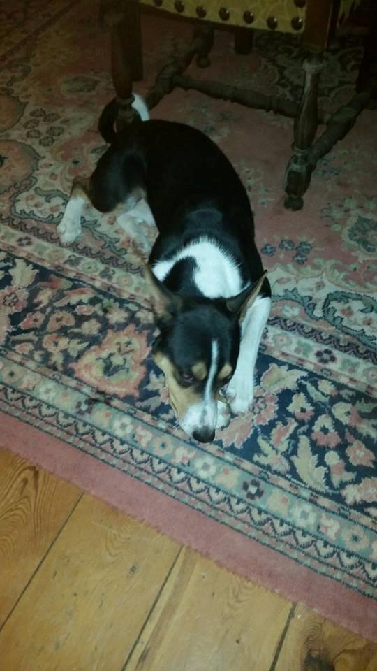 Rat Terrier Seegmillers Floke billede 6