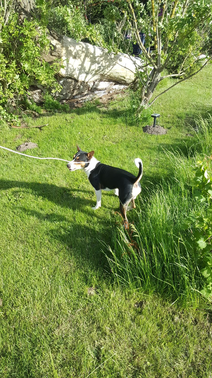 Rat Terrier Seegmillers Floke billede 8