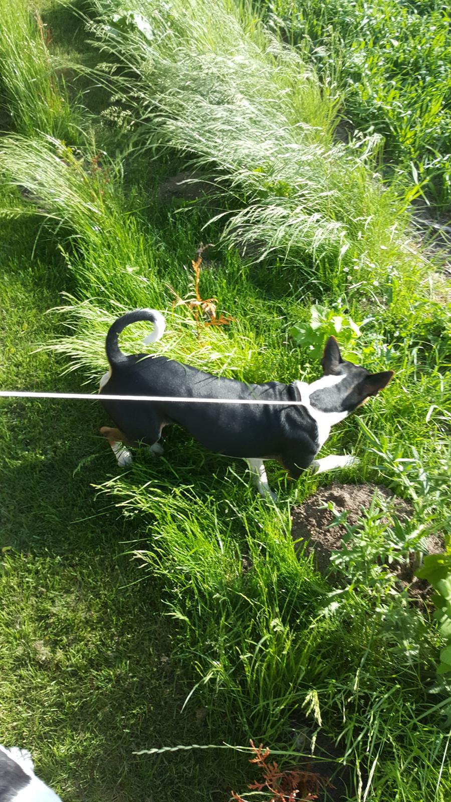 Rat Terrier Seegmillers Floke billede 9