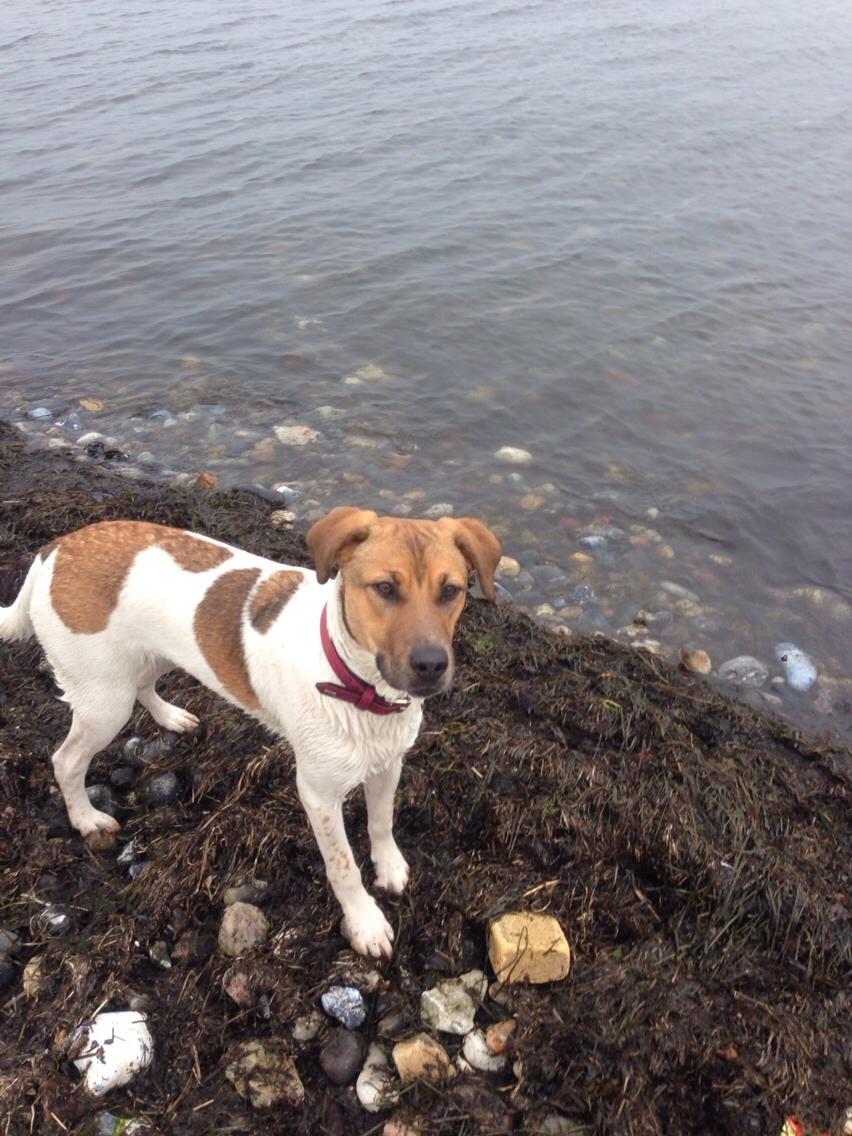 Blanding af racer Chili billede 15