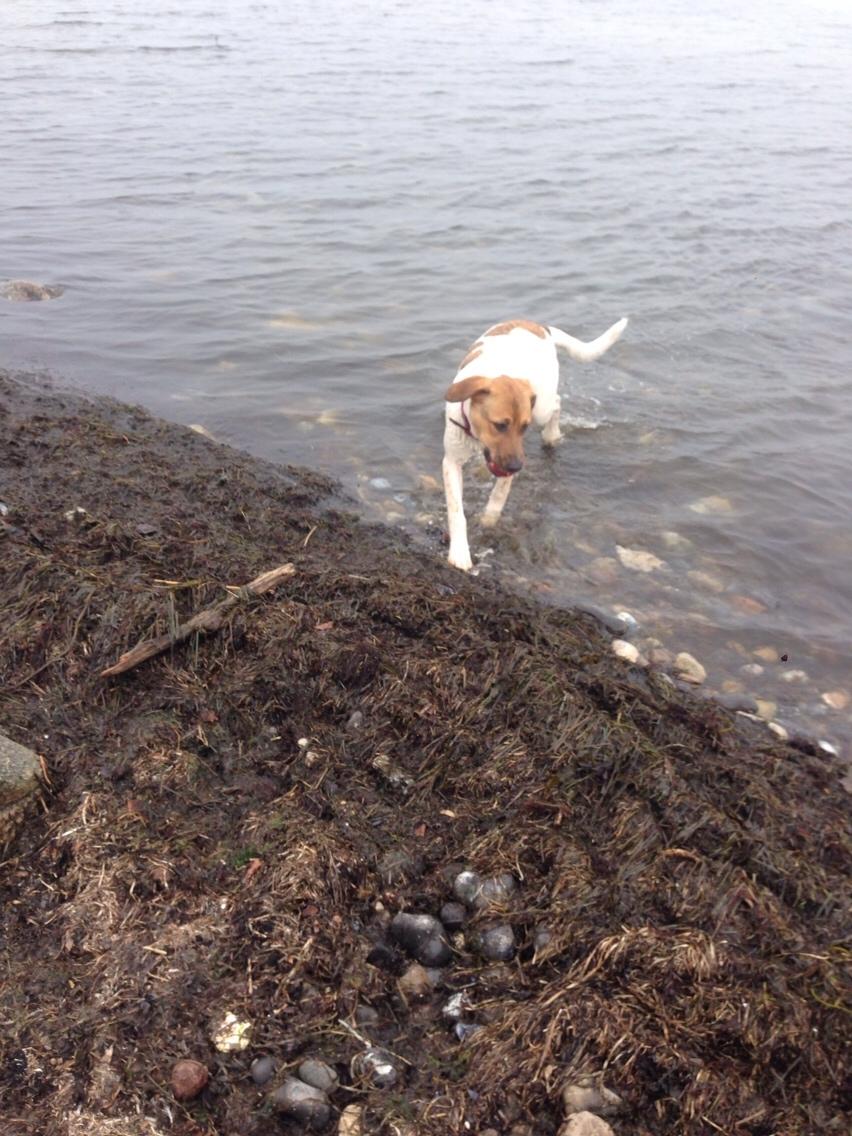 Blanding af racer Chili billede 18