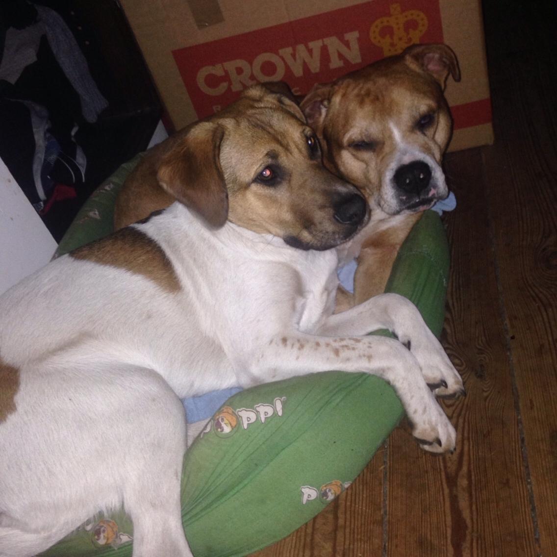 Blanding af racer Chili billede 19