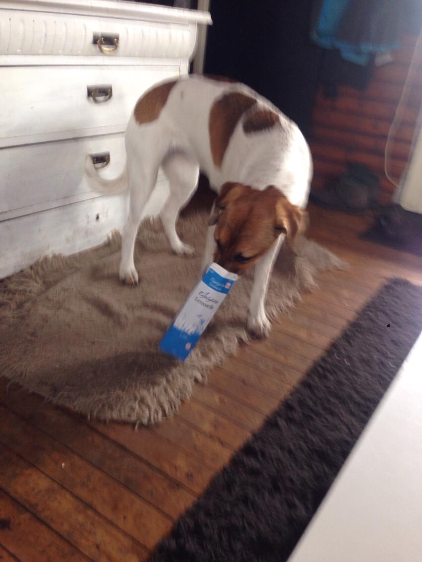 Blanding af racer Chili billede 22