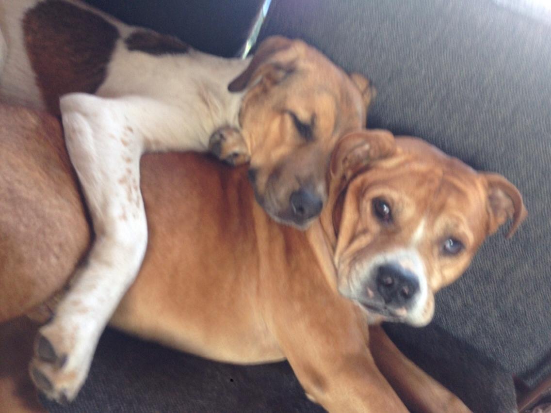 Blanding af racer Chili billede 28