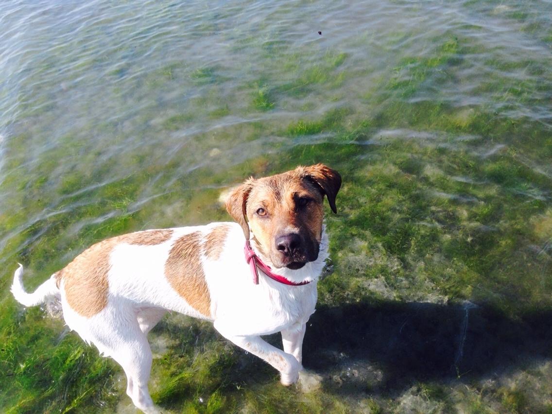 Blanding af racer Chili billede 29