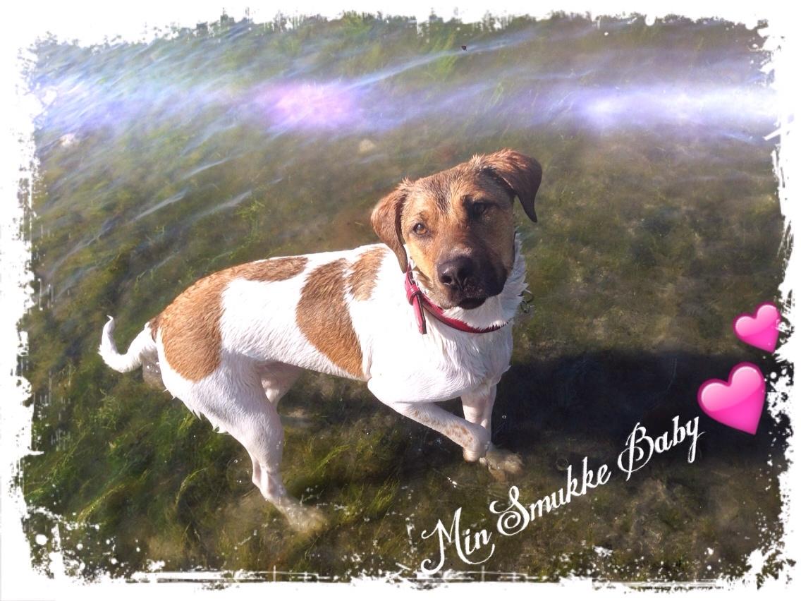 Blanding af racer Chili billede 33