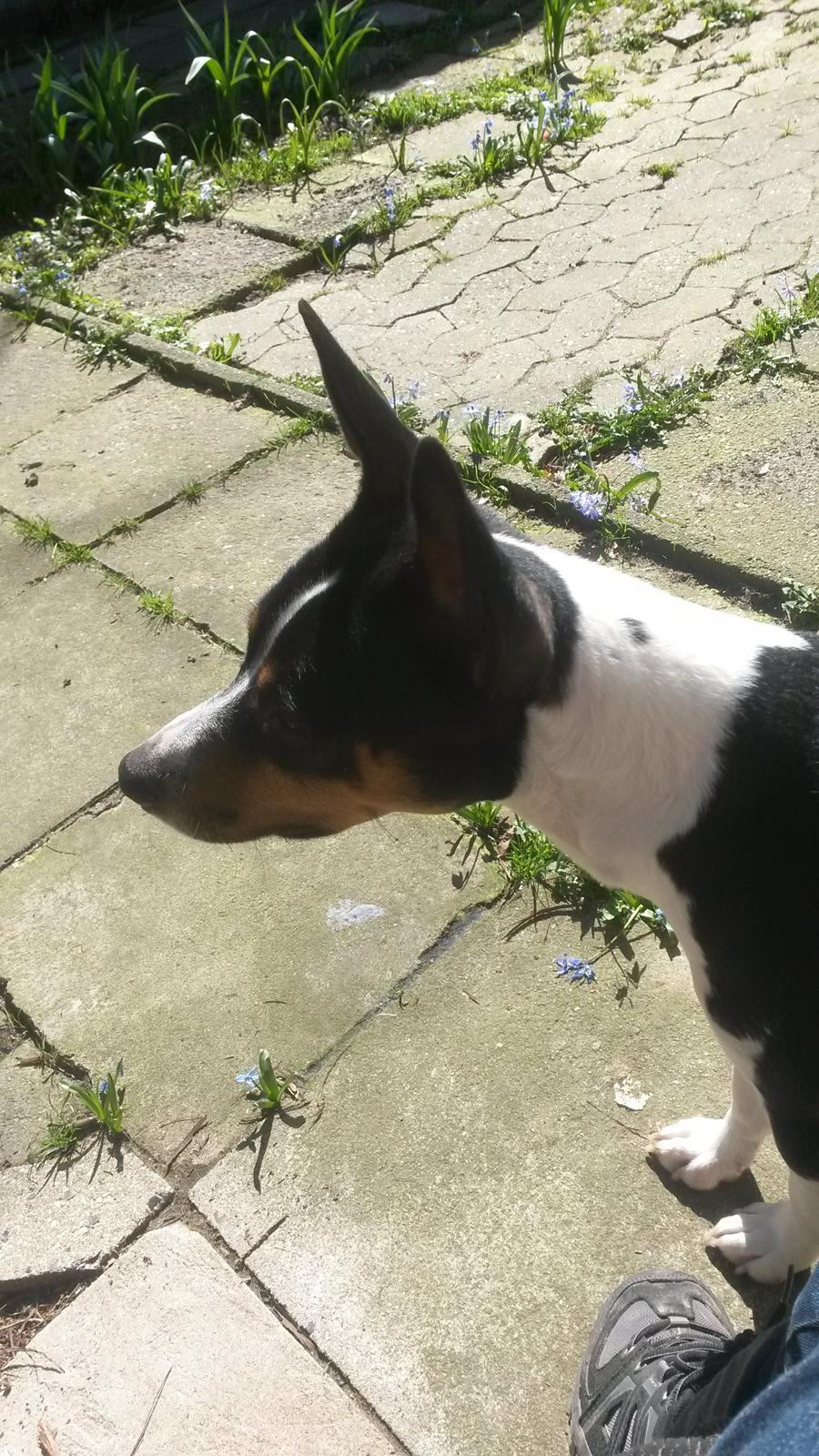 Rat Terrier Solgaards Baloo billede 13