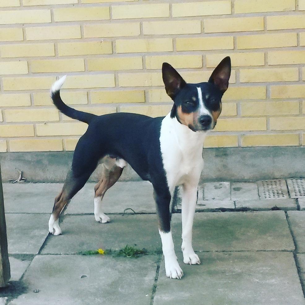 Rat Terrier Solgaards Baloo billede 1