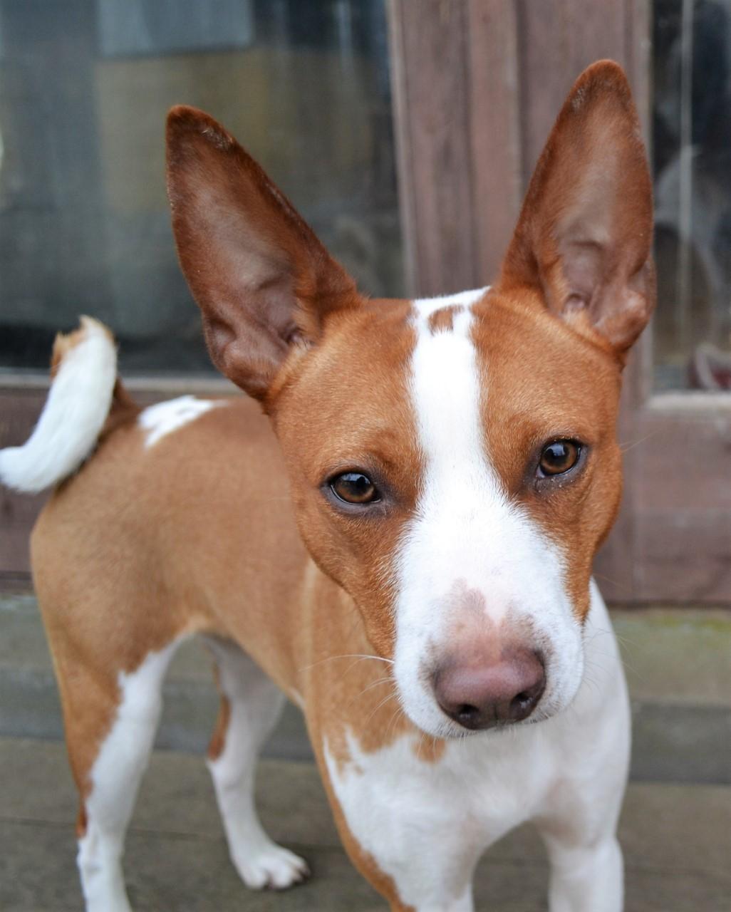 Rat Terrier Solgaards Buddy billede 1