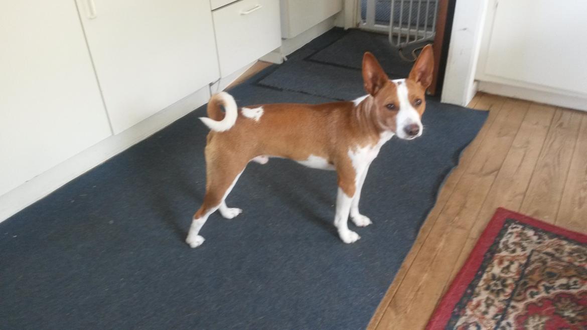 Rat Terrier Solgaards Buddy billede 30