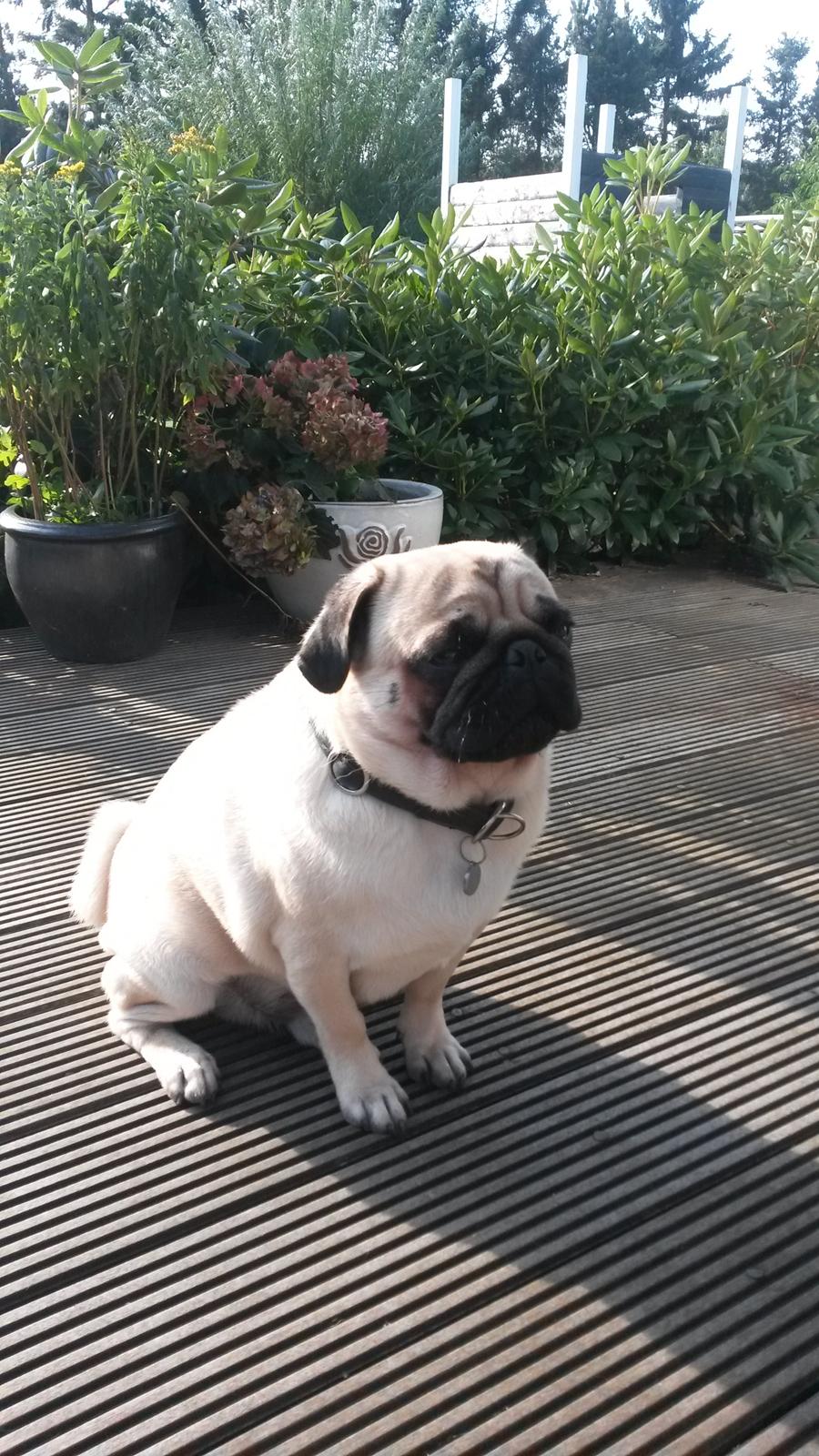 Mops Argil billede 2