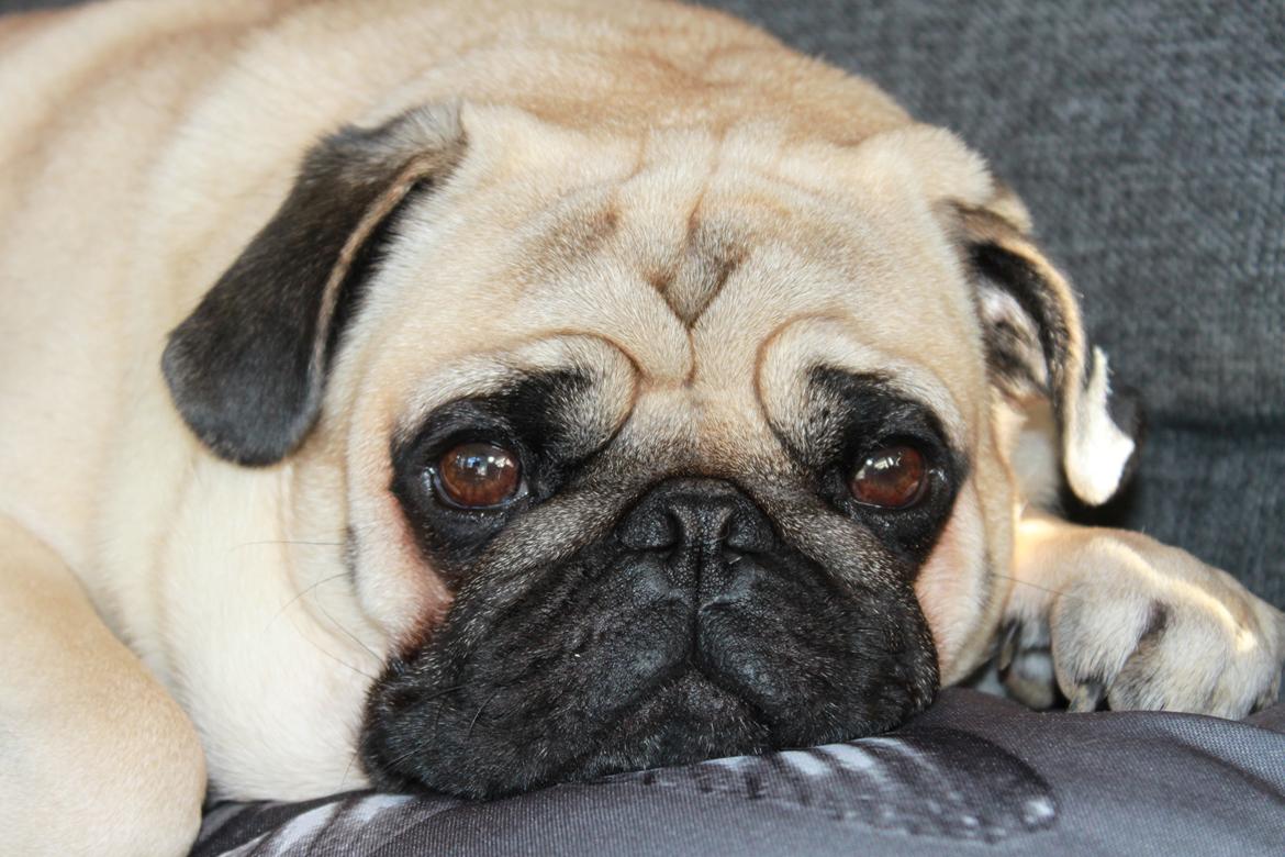 Mops Argil billede 1