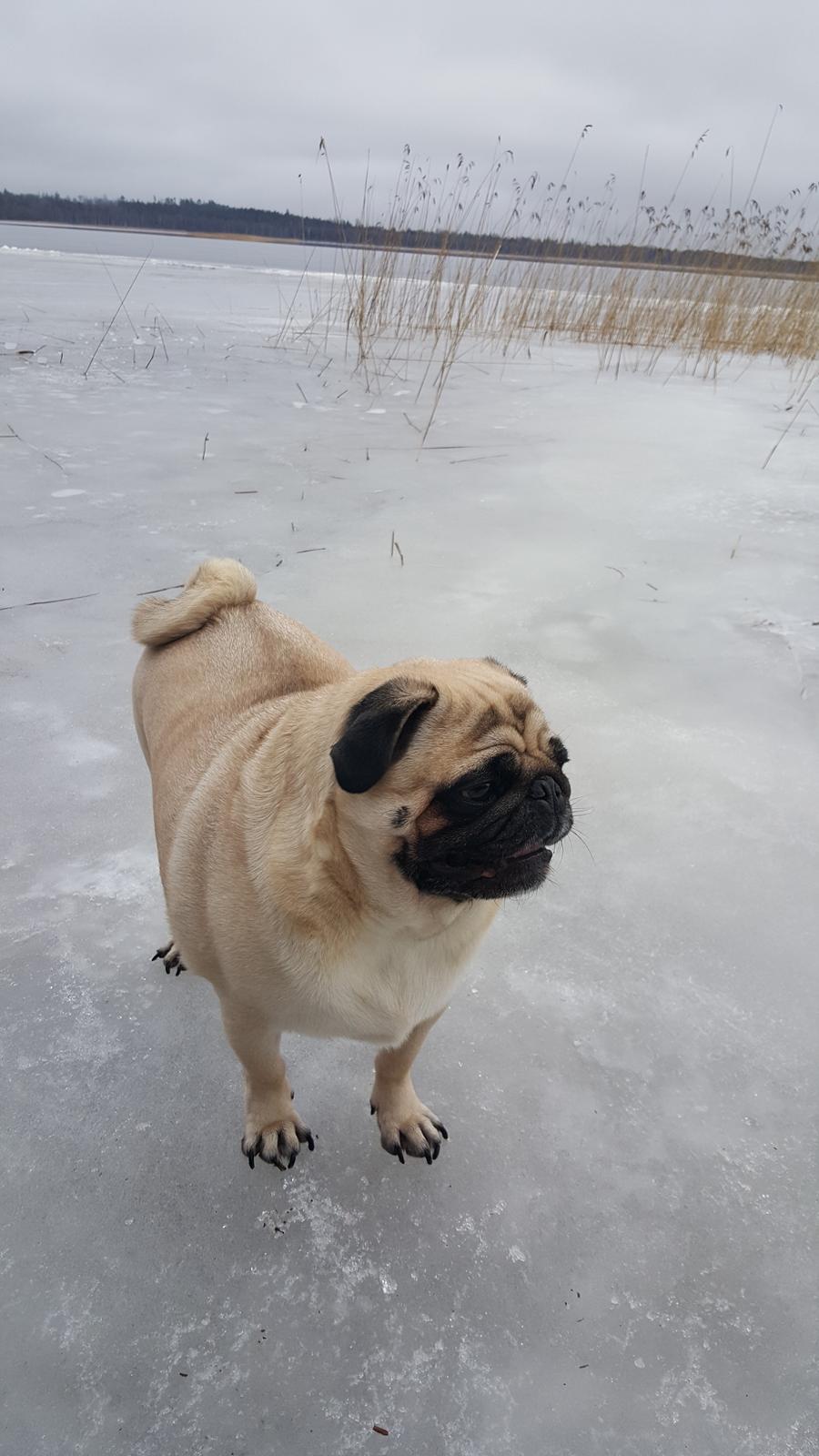 Mops Argil billede 4