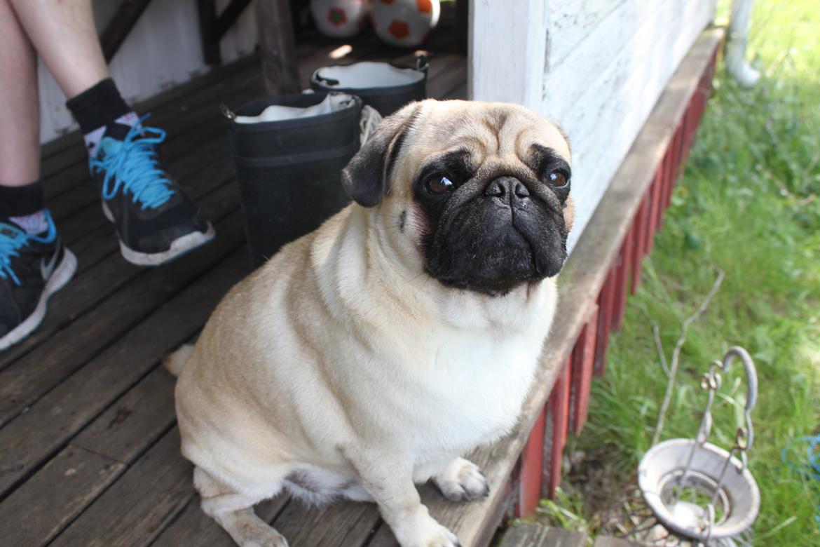 Mops Argil billede 5