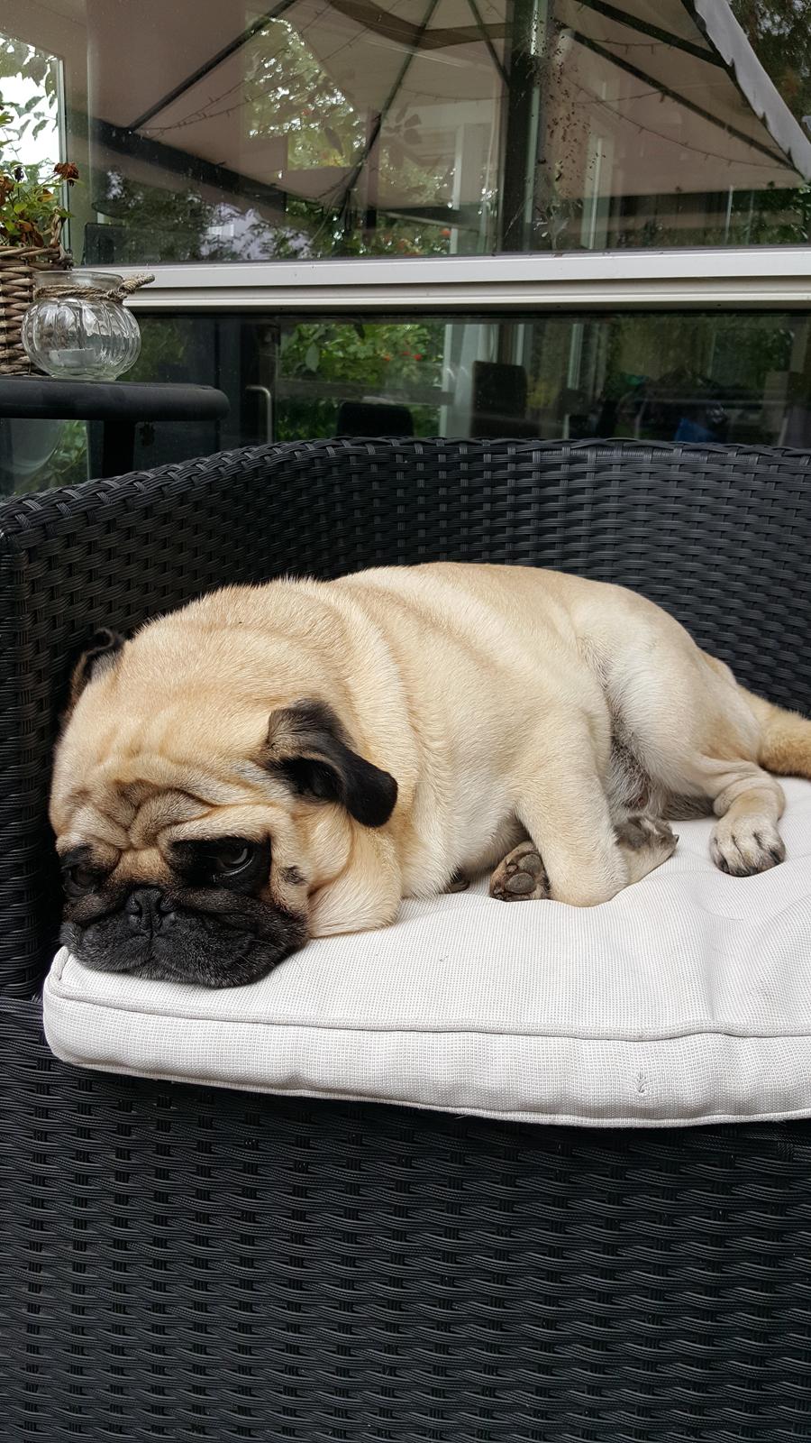 Mops Argil billede 6