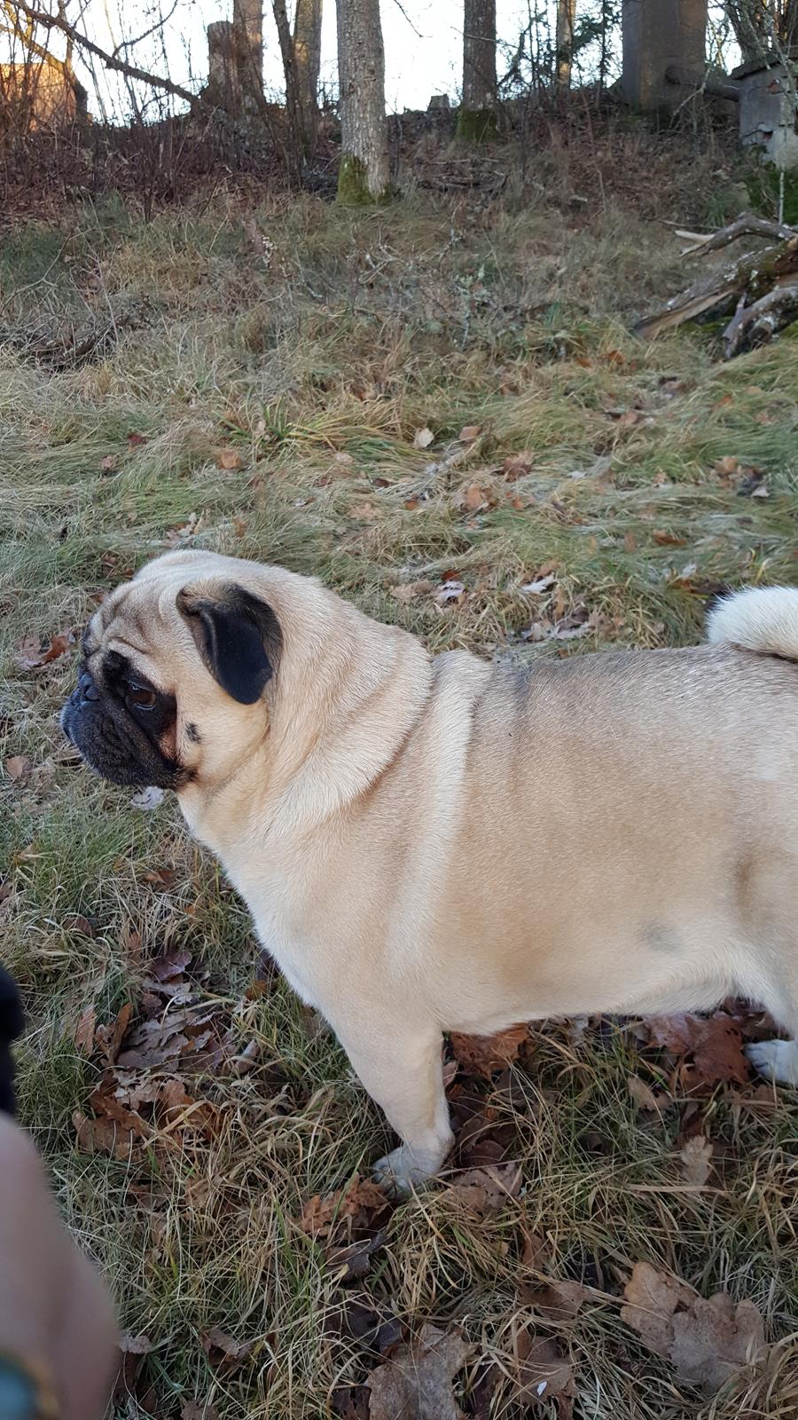 Mops Argil billede 7