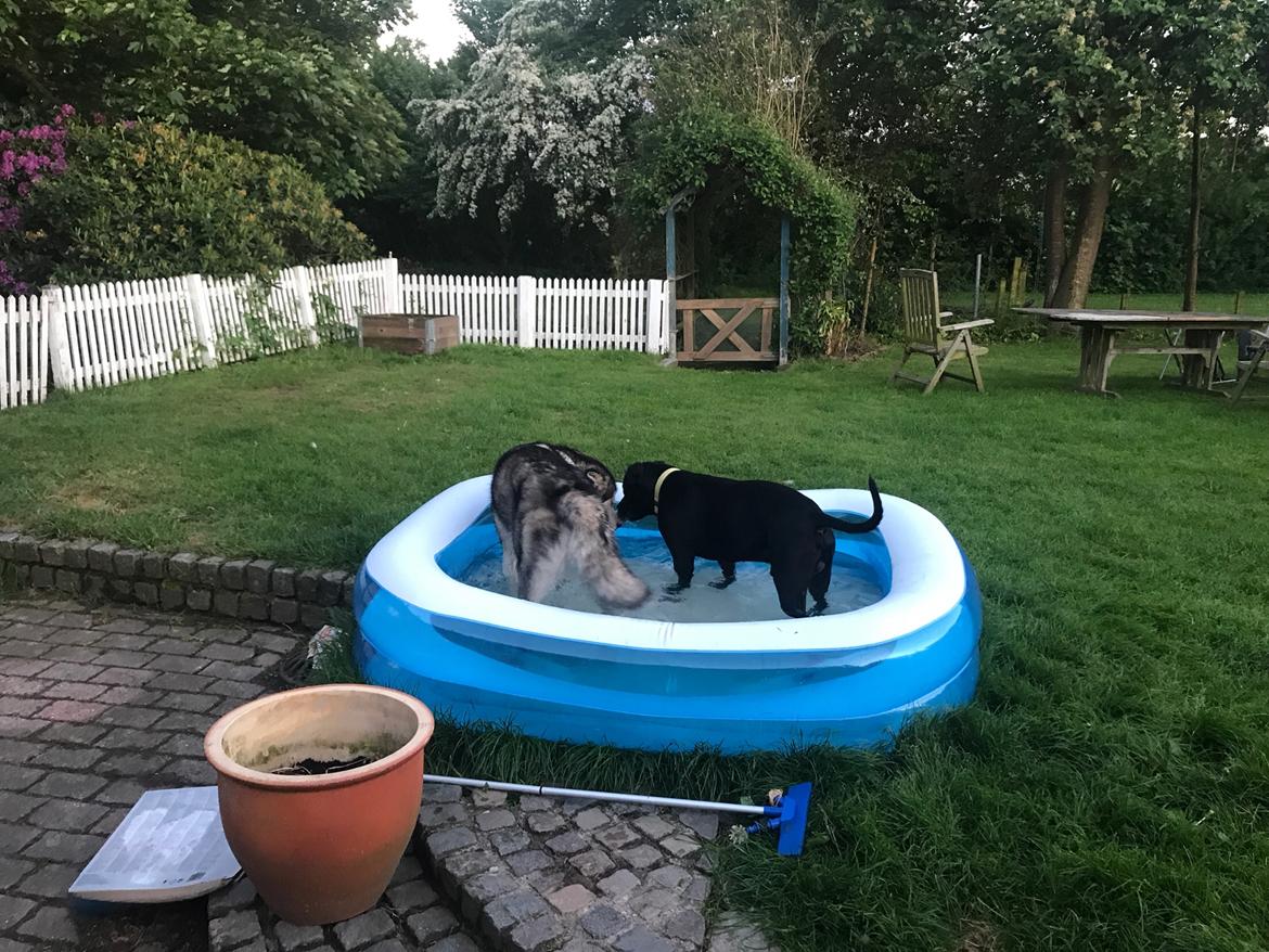 Alaskan malamute Shiva billede 31