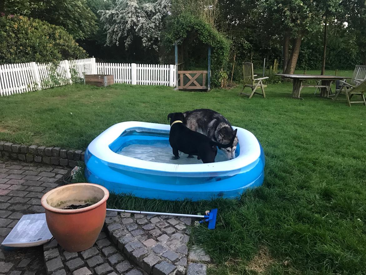 Alaskan malamute Shiva billede 32