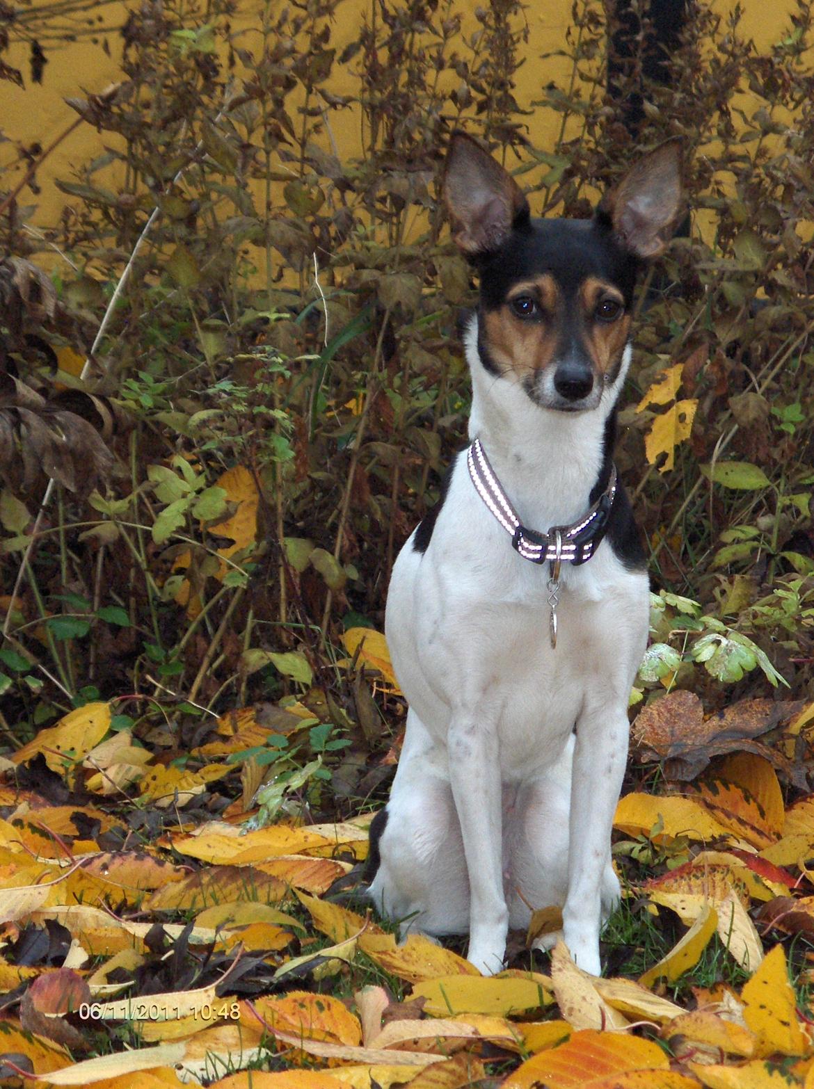 Rat Terrier Maja billede 1