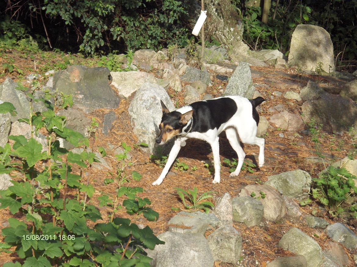 Rat Terrier Maja billede 2