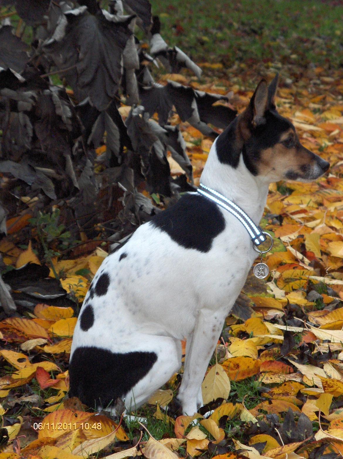 Rat Terrier Maja billede 3