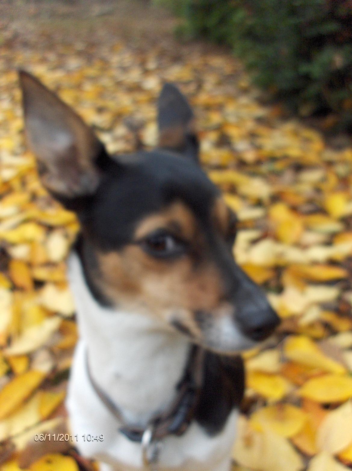 Rat Terrier Maja billede 4