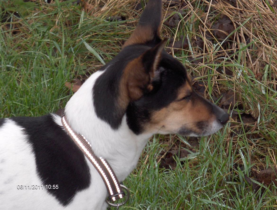 Rat Terrier Maja billede 5
