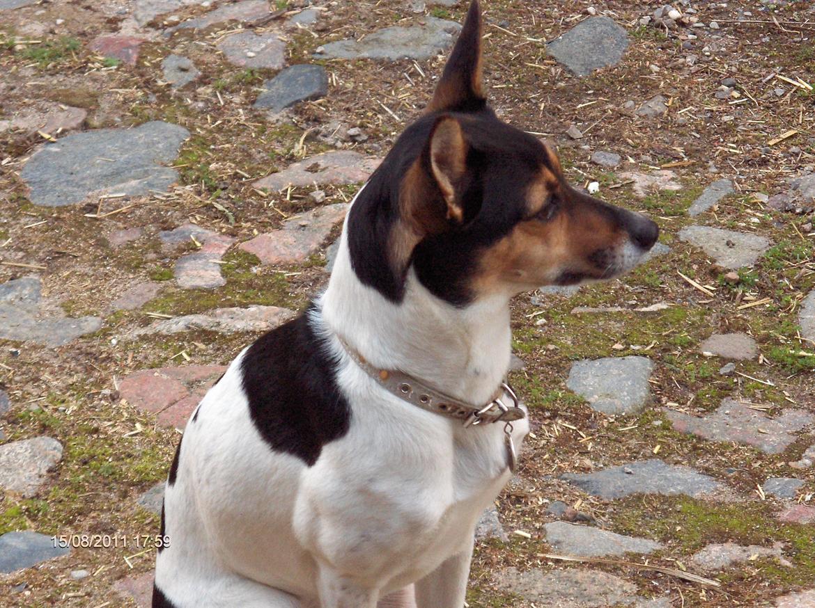 Rat Terrier Maja billede 6