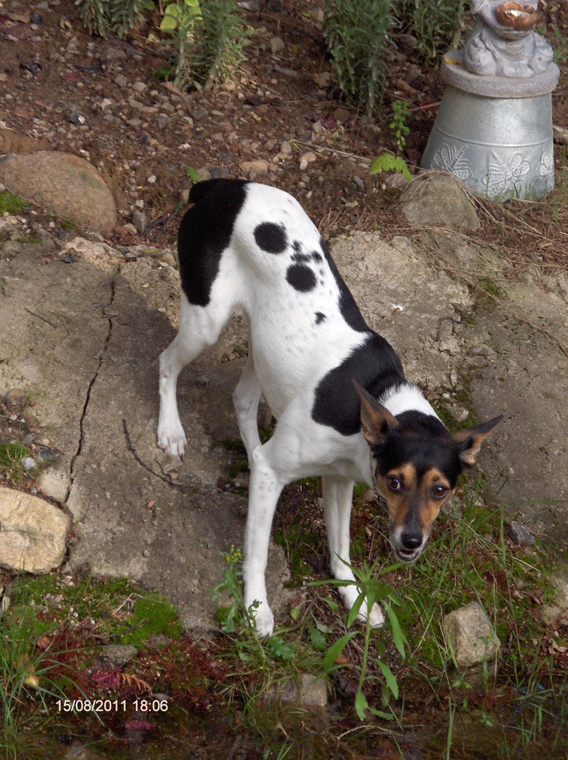 Rat Terrier Maja billede 7