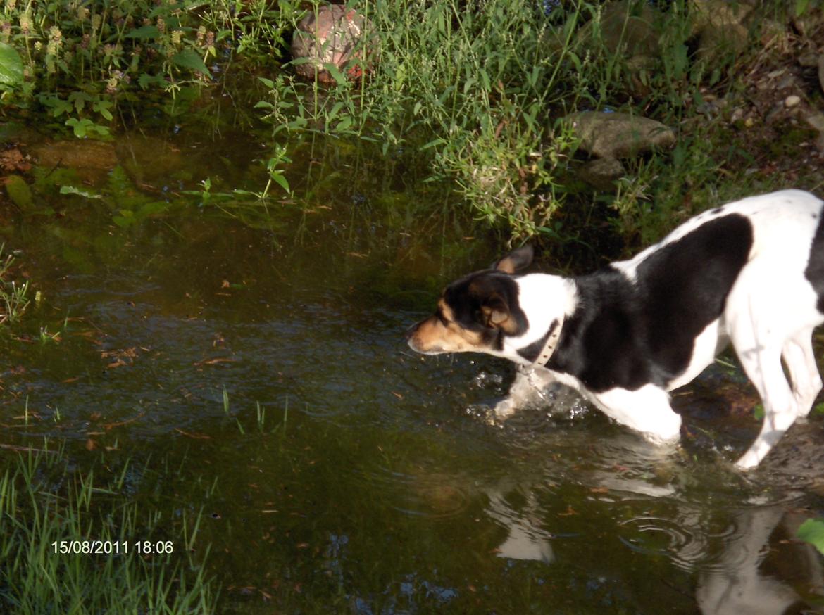 Rat Terrier Maja billede 8