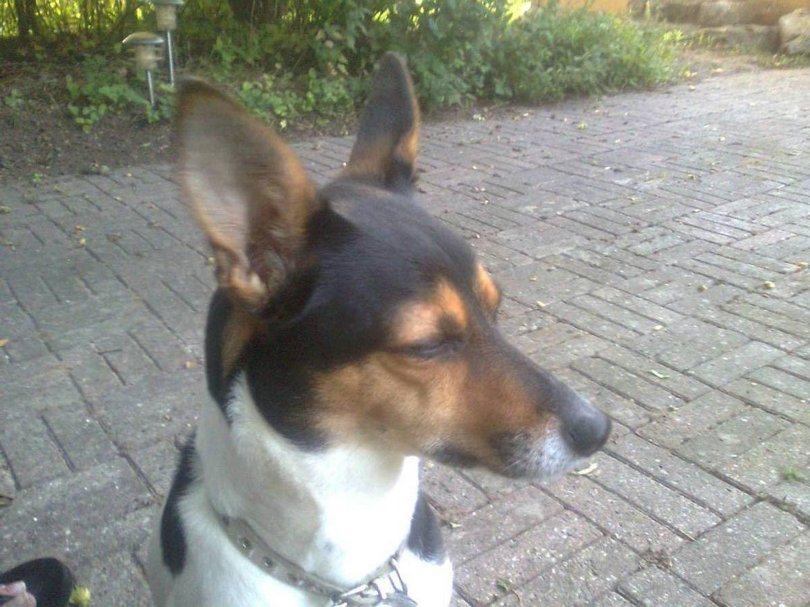 Rat Terrier Maja billede 9