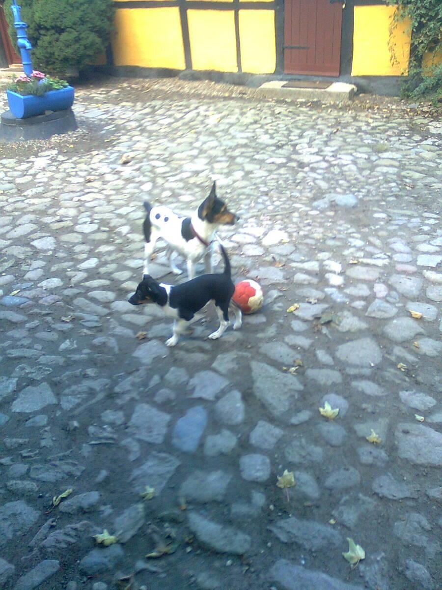 Rat Terrier Maja billede 10