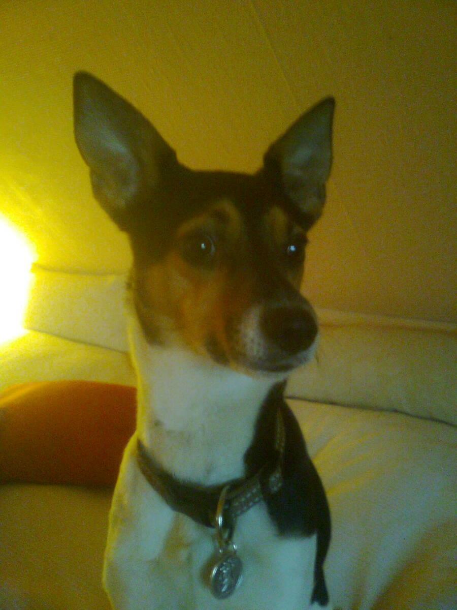 Rat Terrier Maja billede 11