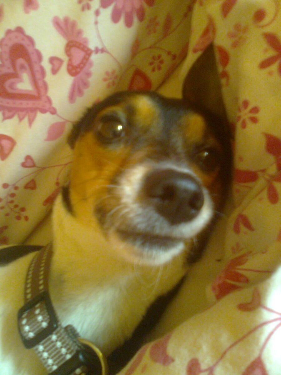 Rat Terrier Maja billede 12