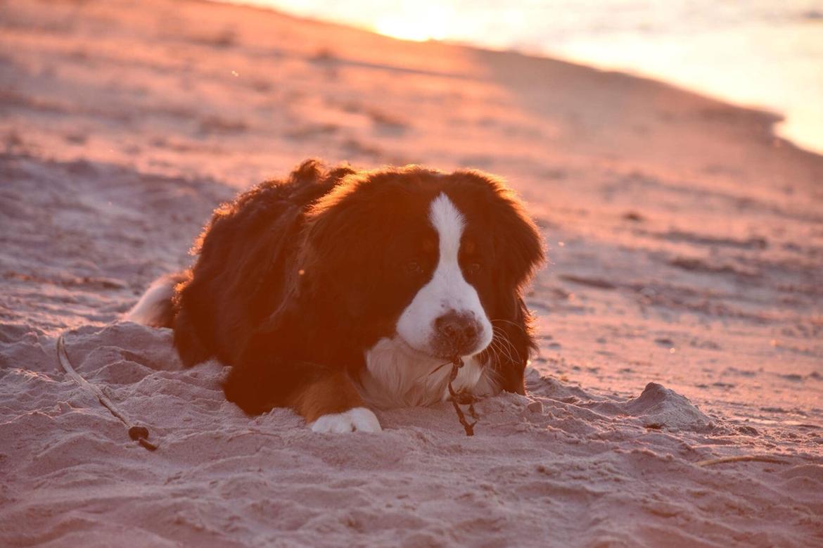 Berner sennenhund Lady Xiera's Teddy Bear (Leopold)  - Strandtur med solnedgang  billede 18