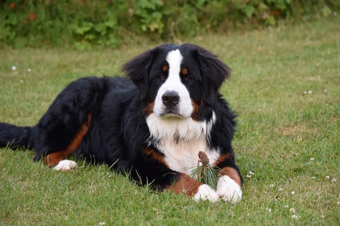 Berner sennenhund Lady Xiera's Teddy Bear (Leopold)  billede 17