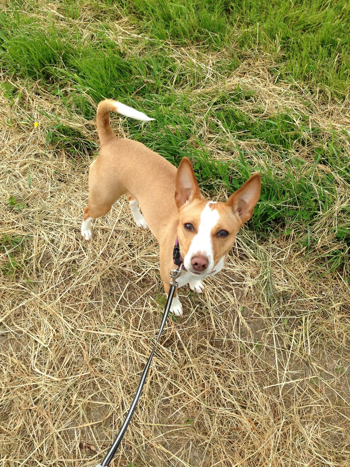 Rat Terrier Babeth - Babeth - på tur billede 6