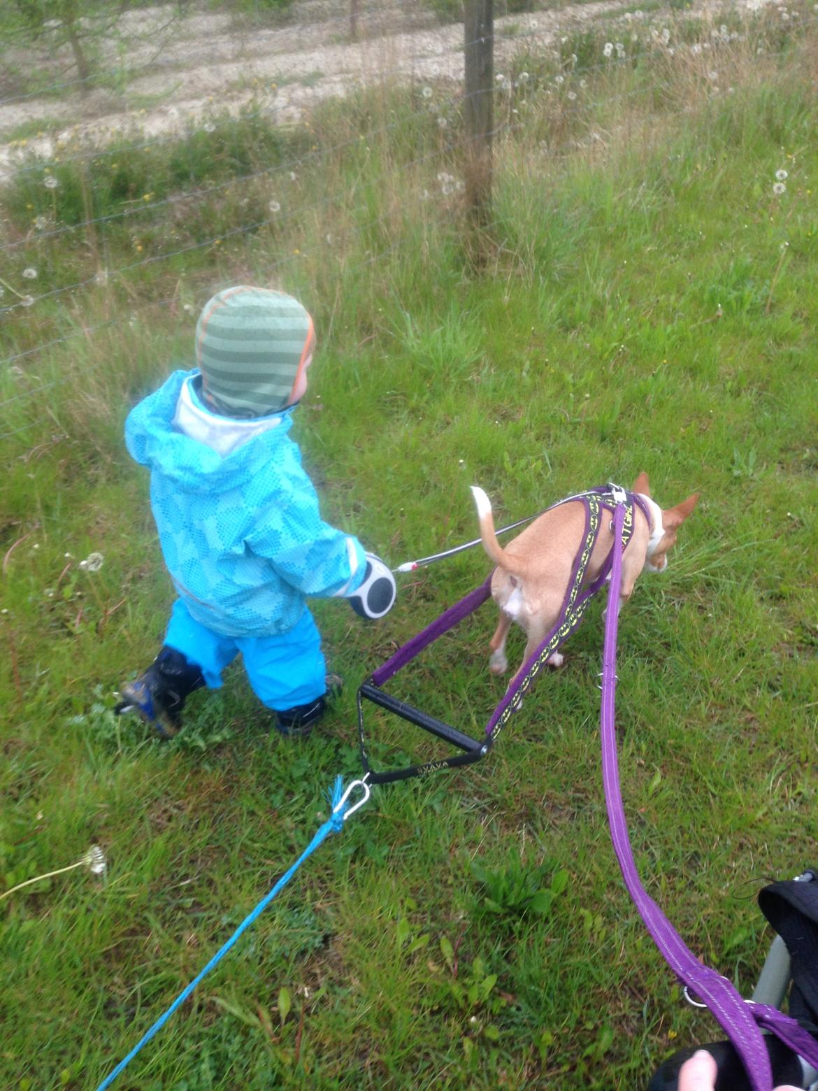 Rat Terrier Babeth - Babeth - på tur med min menneskedreng billede 4