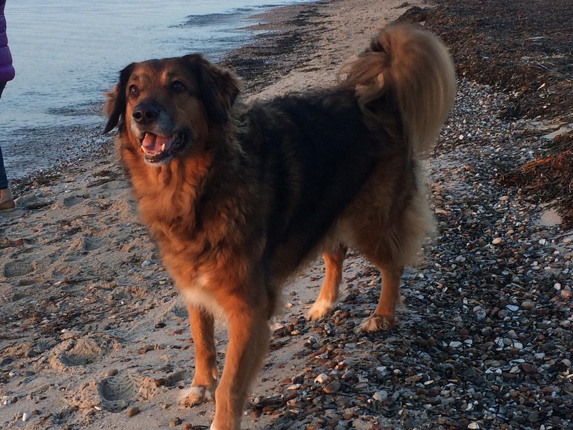 Blanding af racer Baloo - Super Loppen billede 21