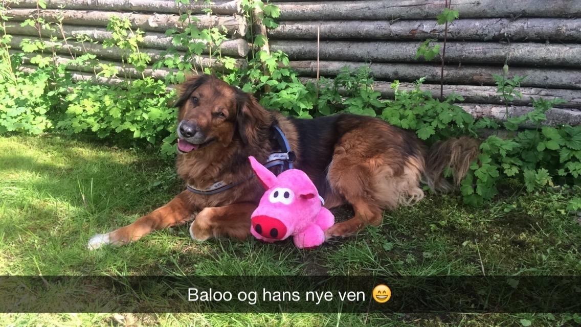 Blanding af racer Baloo - Super Loppen billede 22