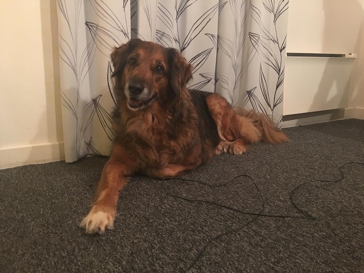 Blanding af racer Baloo - Super Loppen billede 24