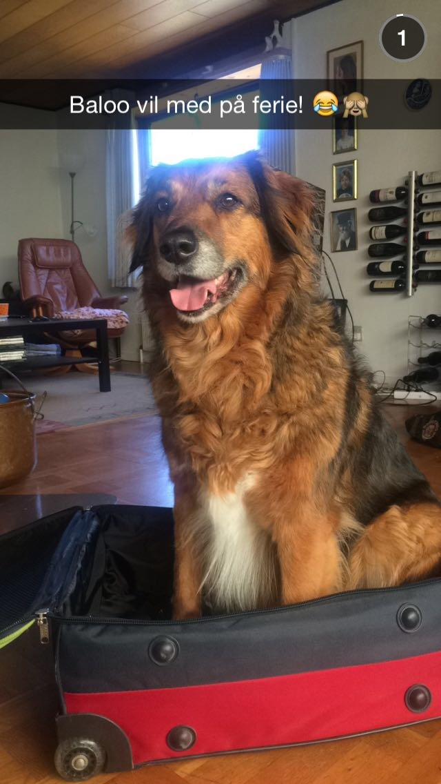 Blanding af racer Baloo - Super Loppen billede 23