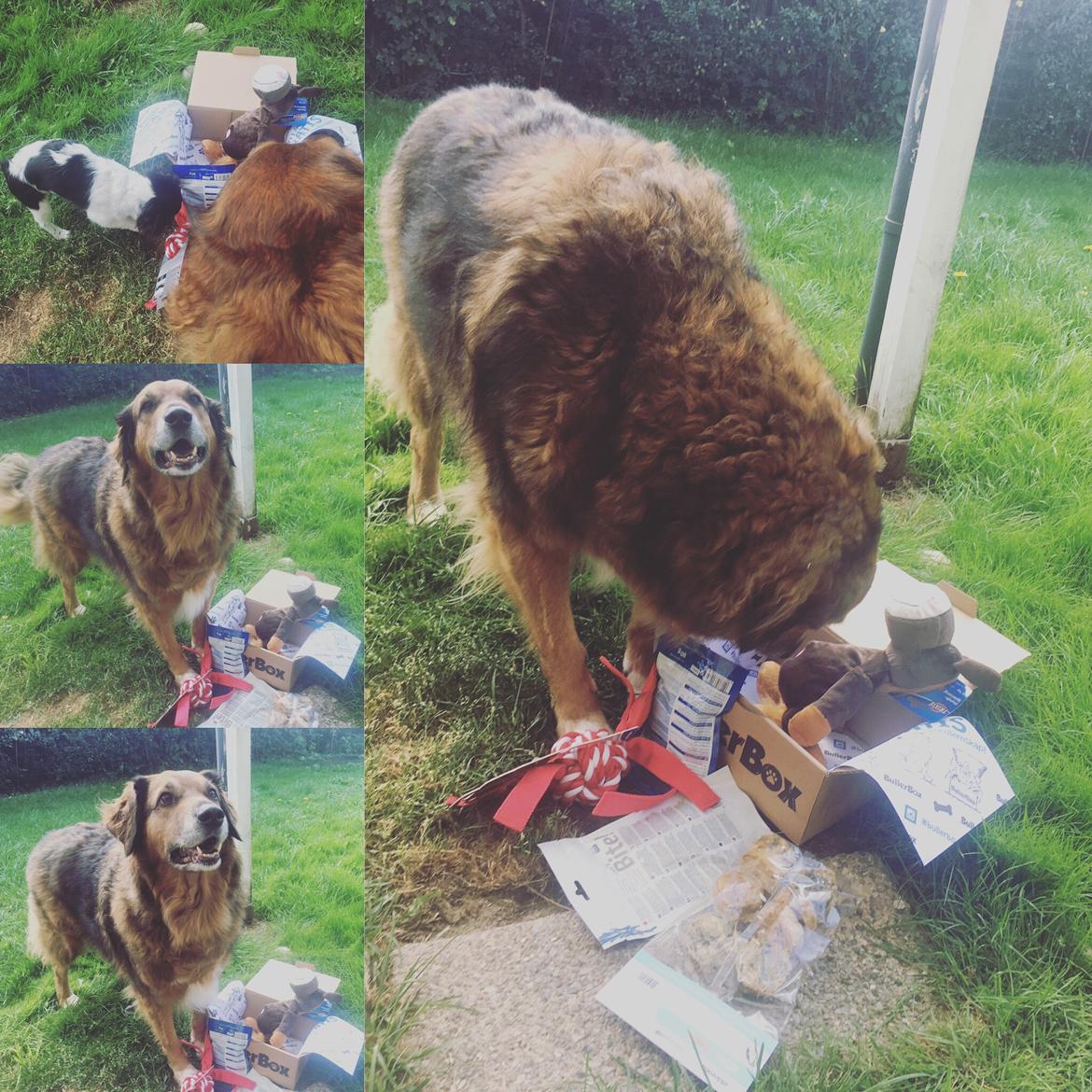 Blanding af racer Baloo - Super Loppen billede 27