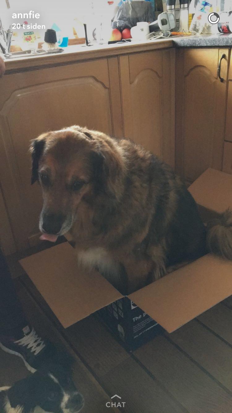 Blanding af racer Baloo - Super Loppen billede 28