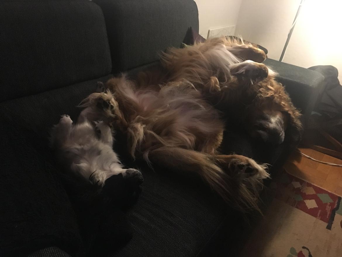 Blanding af racer Baloo - Super Loppen billede 29